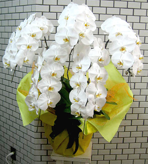 胡蝶蘭　お祝い花